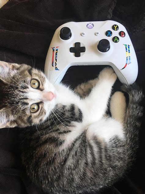 My Cat Morris Sits With Me While I Play Xbox Shes My Best Friend