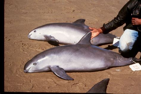 Critically Endangered Porpoise Could Be Extinct In Four Years Live