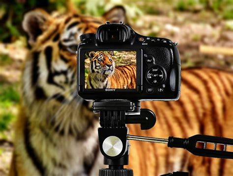 Best Beginner Camera For Wildlife Photography The Best Cameras For