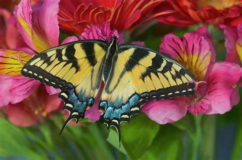 Eastern Tiger Swallowtail Butterfly Photograph By Darrell Gulin