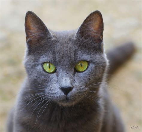 Maybe you would like to learn more about one of these? Pin on Cats