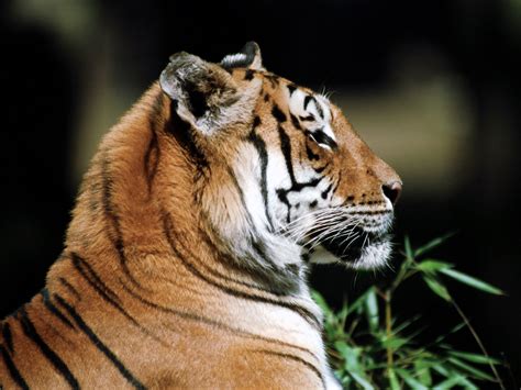 Wallpapers (fondos de escritorio) de tigres - Blogodisea