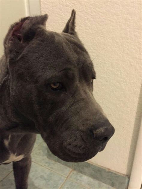 Tyrion At 9 Months Old Cane Corso 9 Month Olds Animals