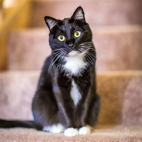 Schwarz Weiße Katzennamen 152 Kreative Namensideen Pet Yolo