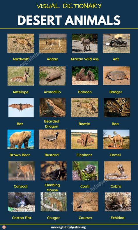 Desert Animals List Of 60 Animals That Live In The Desert With