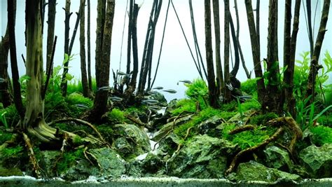Very interesting forest style work, with a lot of depth and perspective. Aquascape Forest Style Stockvideos & Filmmaterial (100 % ...