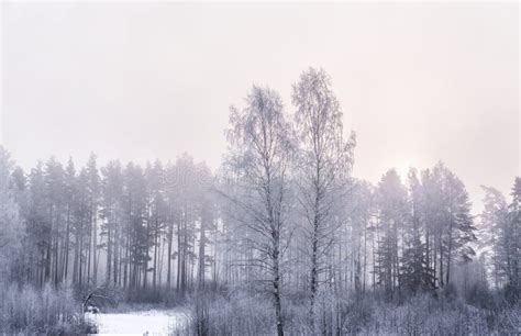 Snowy Forest Early In The Morning Stock Image Image Of Season