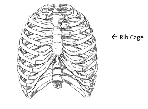 A fractured rib is very painful. Rib Cage With Organs - 10 Causes & Treatments for Pain ...