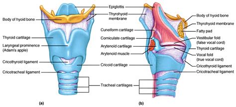 Thyroid Cartilage Anatomy Function Thyroid Cartilage Fracture