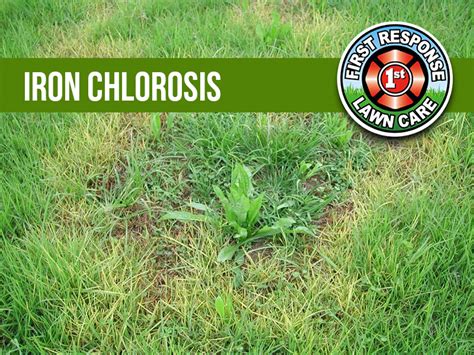 Lawn Disease And Fungus Millikens Irrigation And Lawn Maintenance