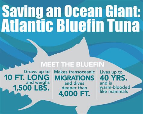 Charting The Decline Of Bluefin Tuna Ecowatch