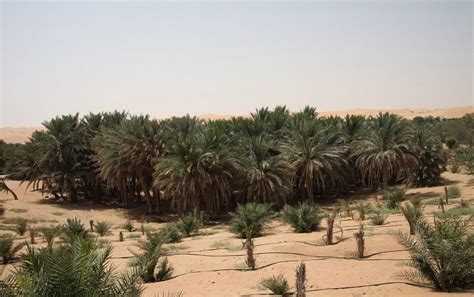 Liwa oasis is about 97.6 km (60.6 mi) south of the persian gulf coast and 150 km (93 mi) southwest of the city of abu dhabi, on the northern edge of rub' al khali desert. Liwa Oasis | | Alluring World