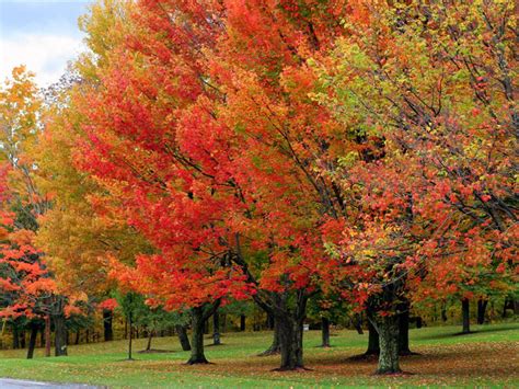 Fall Foliage Hike Uvm Bored