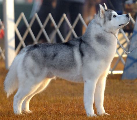 How big does a full grown husky get? Chusky - Chow Chow Husky Mix - Fuzzy Today