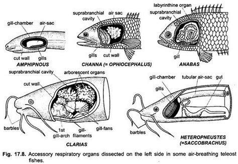 Accessory Respiratory Organs of Fishes (With Diagram ...