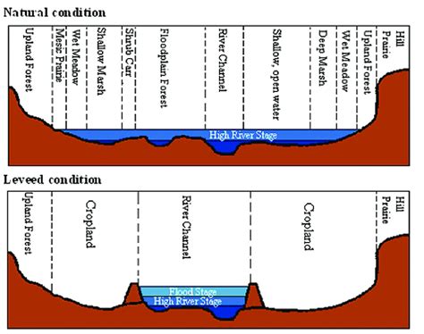 Cross Sections Of An Idealized Floodplain River Depicting Natural Top