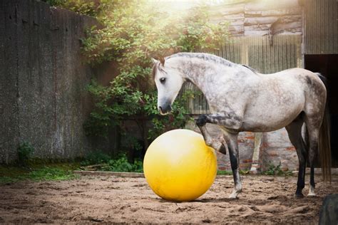 Toys For Horses To Play With Helpful Horse Hints