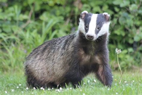 10 Amazing Facts About Badgers