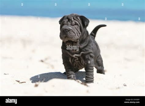 Dog Shar Pei Puppy Black Standing On The Beach Stock Photo Alamy