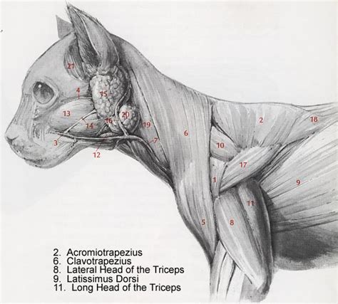 Cat Muscles Lab Guide Cat Anatomy Feline Anatomy Dog Anatomy