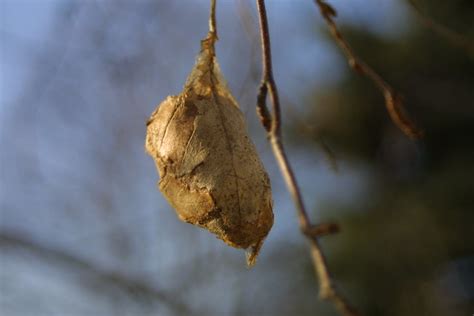 Some Sort Of Pod Or Cocoon Made From Leaves Bound Together With Silk