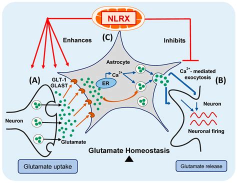 Cells Free Full Text Nlrx1 Enhances Glutamate Uptake And Inhibits