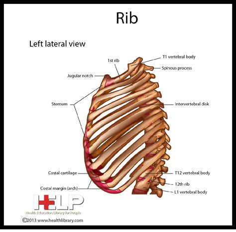 Rib Left Lateral View School Help Anatomy And Physiology Skeleton