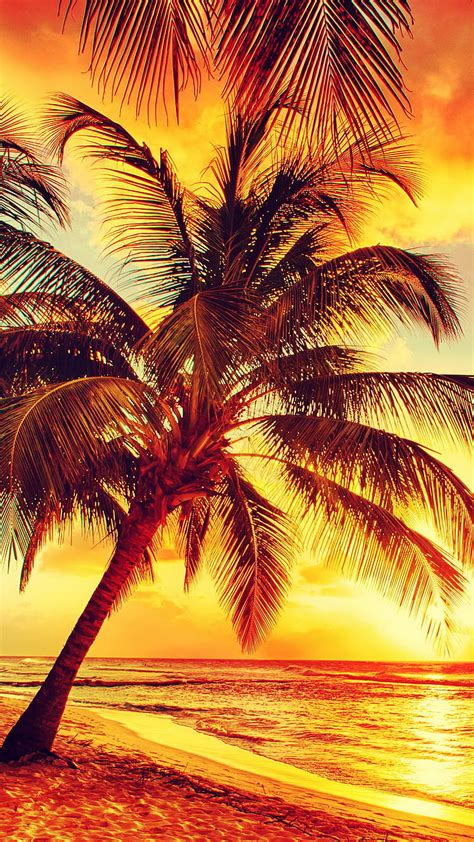 1080p Free Download Sunset Beach Nature Palms Sand Sunshine