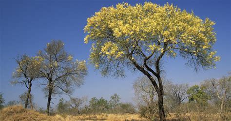 Knob Thorn Trees South Africa