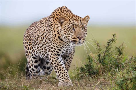 Zambia Leopard Hunt 14 Days 1 Hunter 1 Ph South Africa Hunting