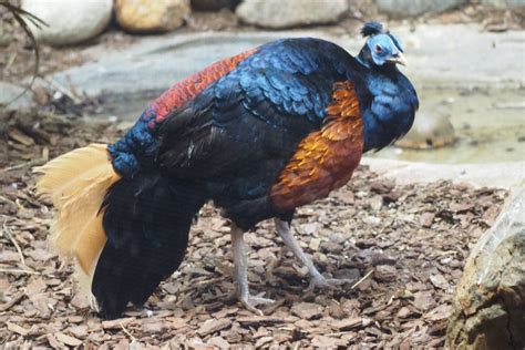 Bornean Crested Fireback Zoochat