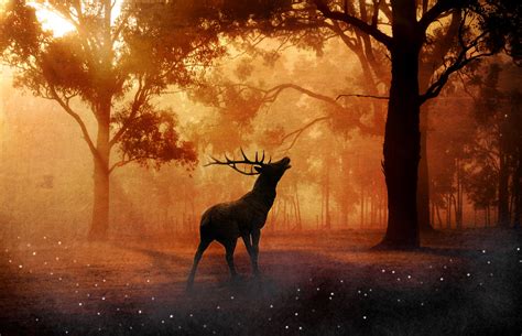 Free Images Forest Meadow Morning Deer Autumn Weather Mammal