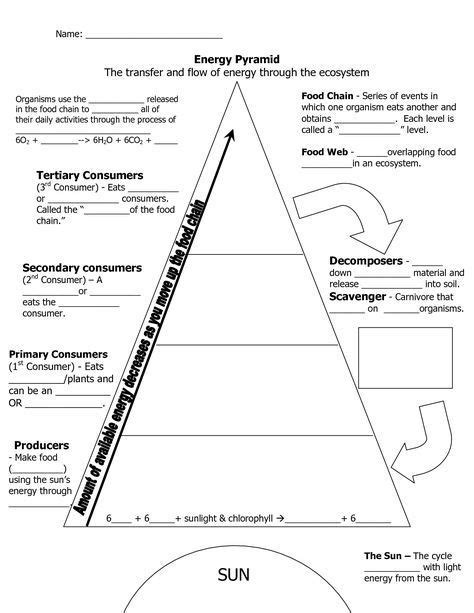 Energy Pyramid Worksheets Ecological Pyramid Biology Classroom