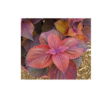 Coleus Tapestry Annual Collection White Flower Farm