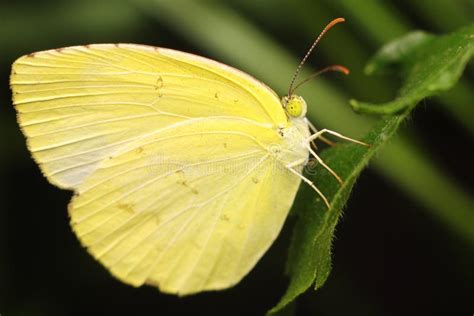 Beautiful Yellow Butterfly Stock Image Image Of Source 22274977