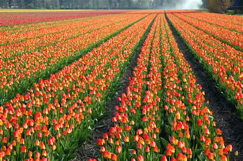 Colorful Tulip Field Free Stock Photo Public Domain Pictures