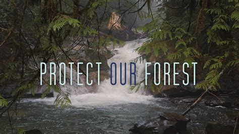 Lets Protect Our Forest Youtube