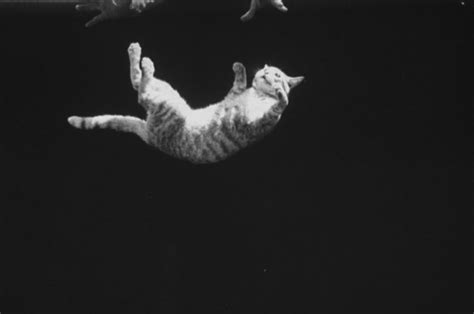 The Surprisingly Complicated Physics Of Why Cats Always Land On Their