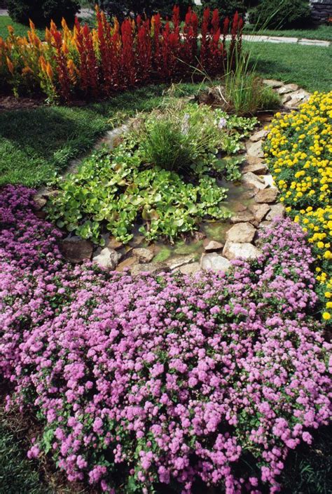 The Best Groundcover For Full Sun And Clay Soil Hunker Ground Cover