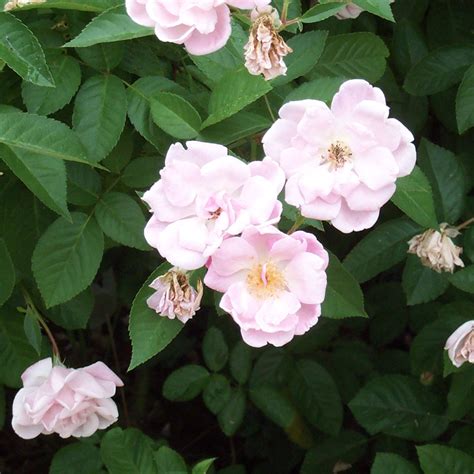 This website is estimated worth of $ 1,200.00 and have a daily income of around $ 5.00. Rose, 'Marie Daly' | AustinTexas.gov