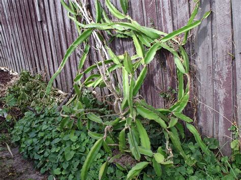 Guide on how to grow dragon fruit. Pitaya Red Dragon Fruit Vine - Hylocereus polyrhizus