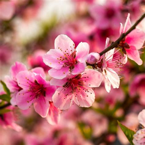 Growers of 400 + varieties of fruit trees shipped bare root. USDA Organic Harvester Peach Trees for Sale ...