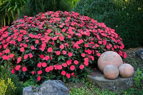 A Bright Cheery Flower That Is Easy To Grow Impatiens Are A Mainstay