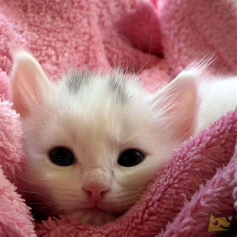 Fluffy Kittens White Kittens Baby Kittens Fluffy Cat Cute Cats And