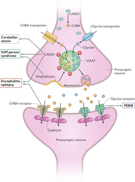 Gad Antibodies In Neurological Disorders Insights And Challenges