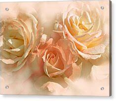 Peach Roses In The Mist Photograph By Jennie Marie Schell
