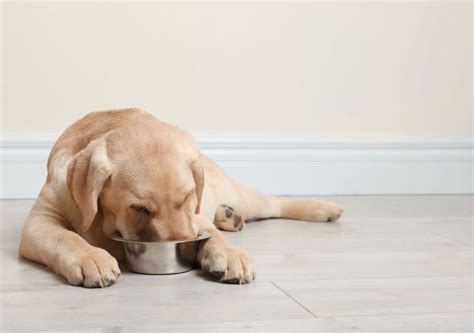 Straining a gnat, but swallow a camel means believing certain things that are really not important yet stating they are because it is to your selfish benefit, (straining a gnat), meanwhile ignoring/ accepting things that are. Why Does Your Dog Lay Down to Eat? (And How to Stop It ...
