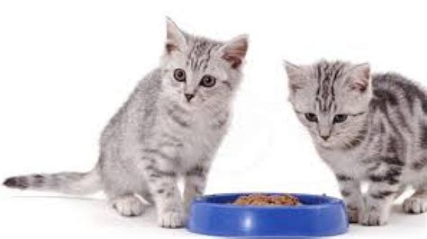 Berikut ini terdapat beberapa cara mengatasi kucing deman, yaitu sebagai berikut: Cara Mengatasi Anak Kucing Susah Makan