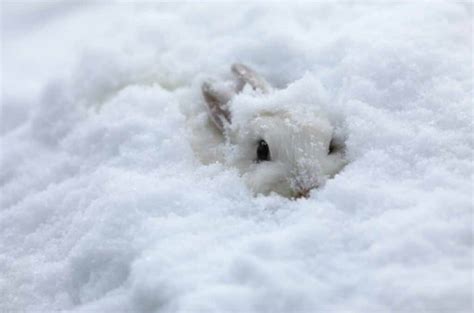How Cold Is Too Cold For Rabbits