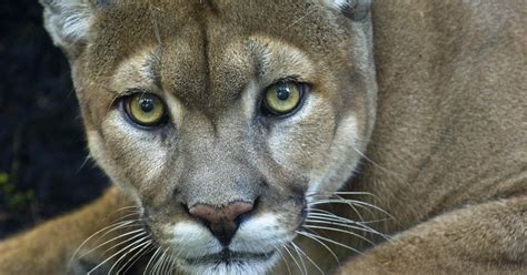 Puma Puma Concolor Monde Animal Ng